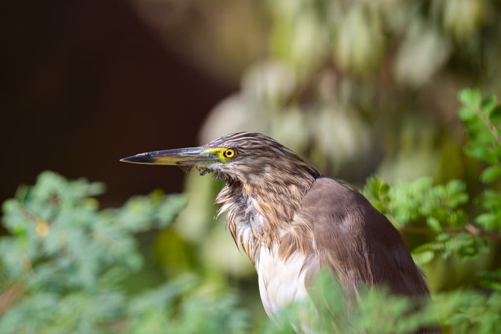 Pond heron against a softly blurred green background